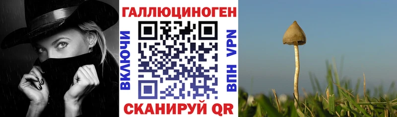Галлюциногенные грибы Psilocybine cubensis  Мензелинск 